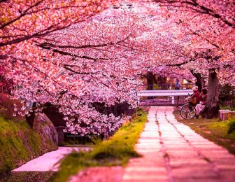 japon en primavera