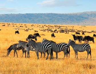 mejor epoca para ir de safari a kenia
