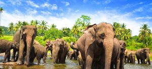 cual es la mejor epoca para viajar a Sri Lanka