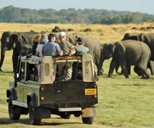 Cuando ir de Safari
