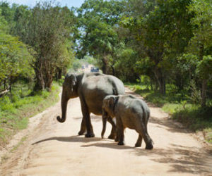 Cuando viajar de safari