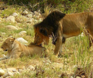 Realizar un Safari por Africa