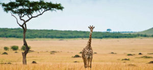 Cual es la mejor epoca para hacer un safari por áfrica