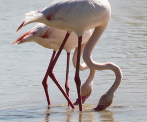 cuando visitar el parque nacional de Doñana