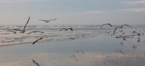 Cual es la mejor época para viajar a Doñana