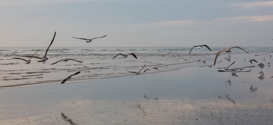 Cual es la mejor época para viajar a Doñana