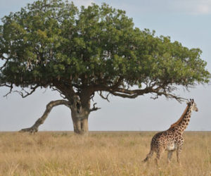 cuando ir a zanzibar