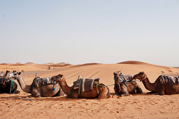 paseo en camello por el desierto